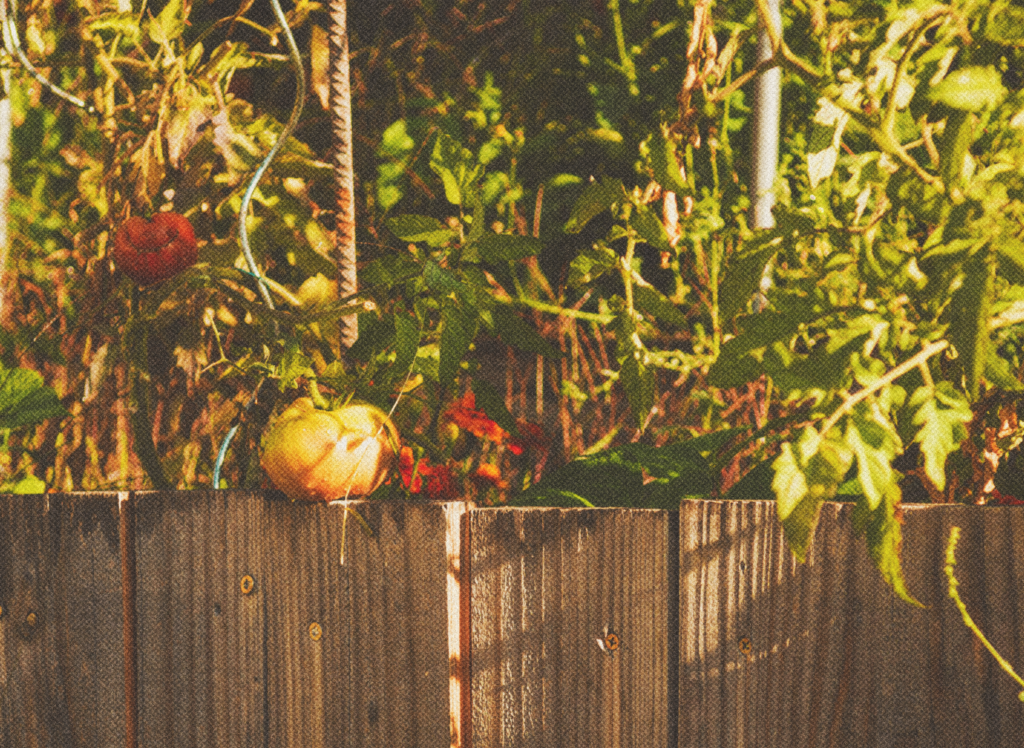 image de potager chez soi